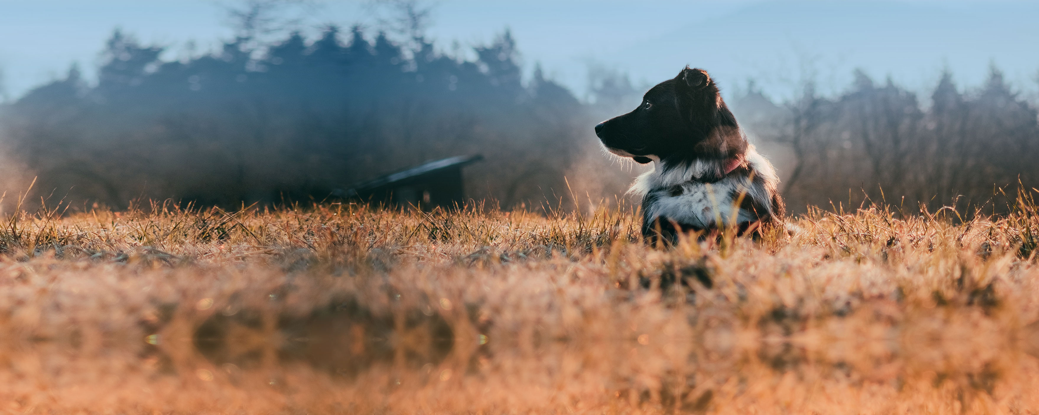 Urlaub mit Hund im Herbst