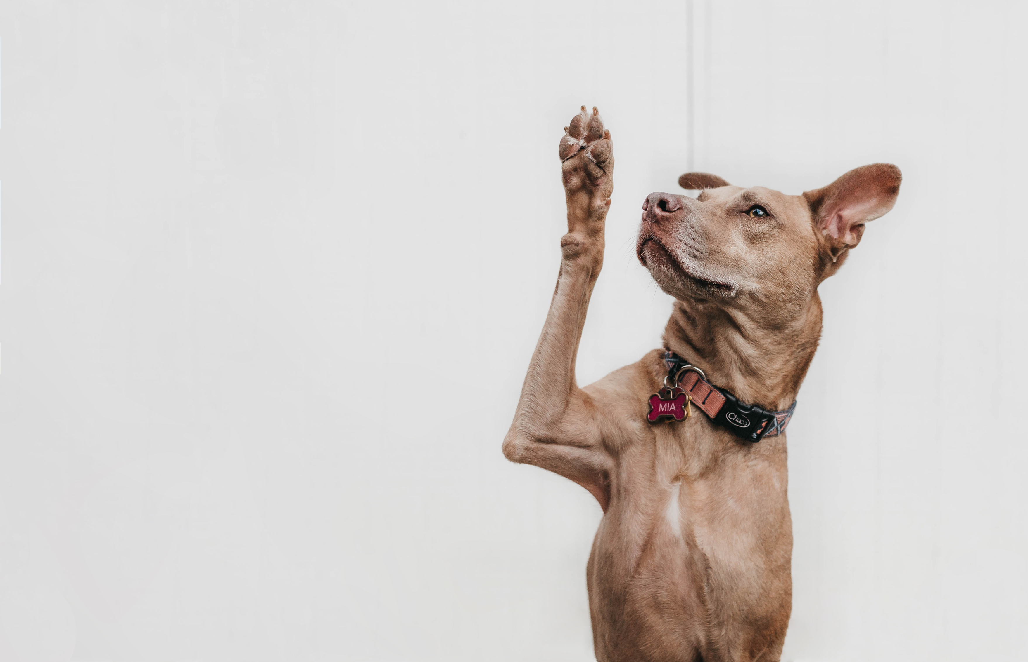 Intelligenter Hund hebt Pfote