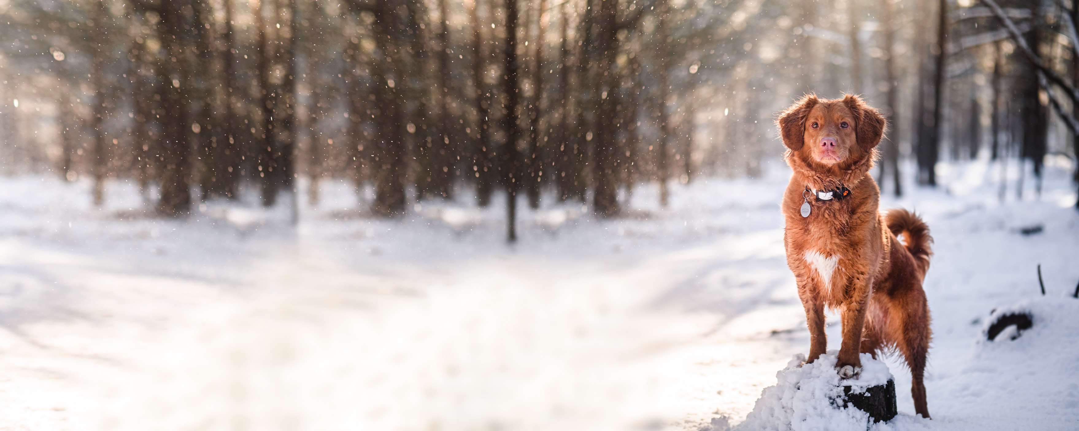 Urlaub mit Hund im Winter